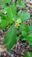 Daphne pontica