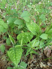 Pulmonaria officinalis