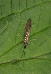 Limnephilus auricula