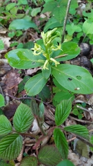 Daphne pontica