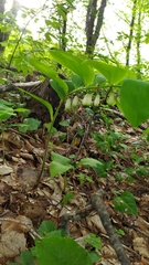 Polygonatum glaberrimum