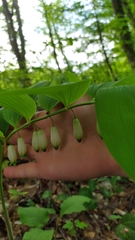 Polygonatum glaberrimum