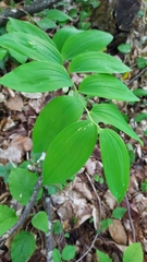 Polygonatum glaberrimum