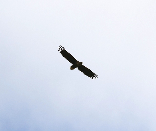 White-tailed Eagle