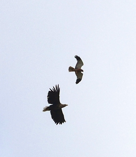 Western Marsh Harrier