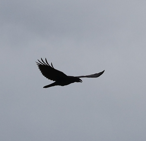 Common Raven