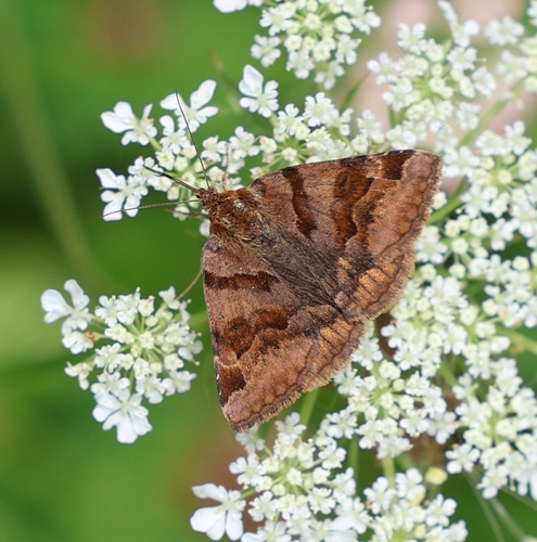 Burnet Companion