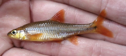 Highback chub (Hybopsis hypsinotus) — Cyprinidae — 2