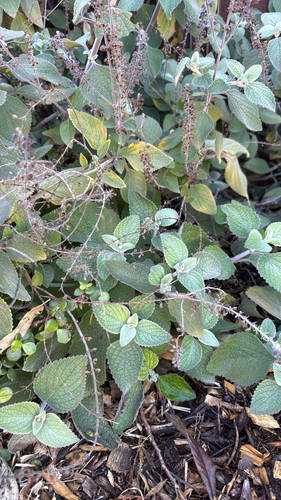 Coleus argentatus, 2026-08-01