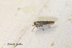 Exitianus obscurinervis