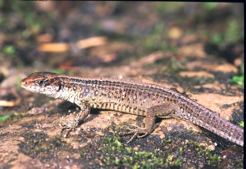 Cercosaura manicata