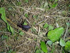 Carabus nankotaizanus