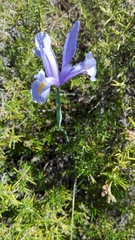 Iris xiphium