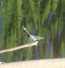 Micrathyria ocellata