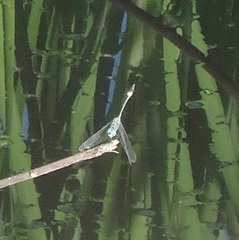 Micrathyria ocellata