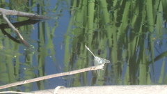Micrathyria ocellata