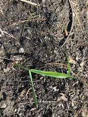 Poaceae