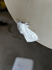 Spilosoma vestalis