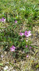Erodium cicutarium