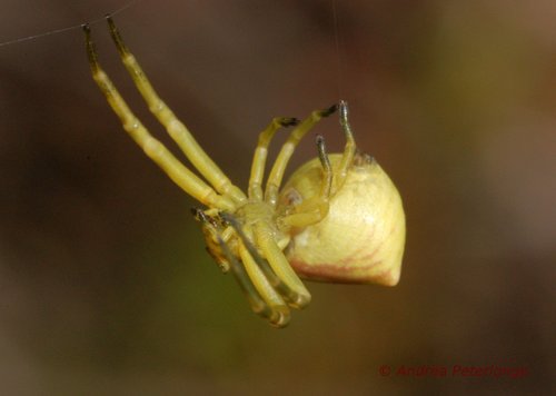 Heather crab spider