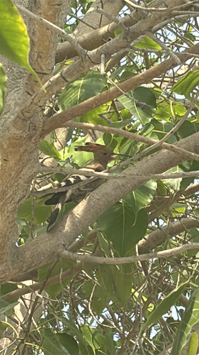 Common Hoopoe