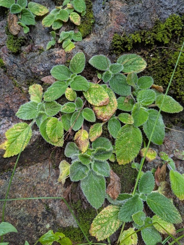 Rock Violet