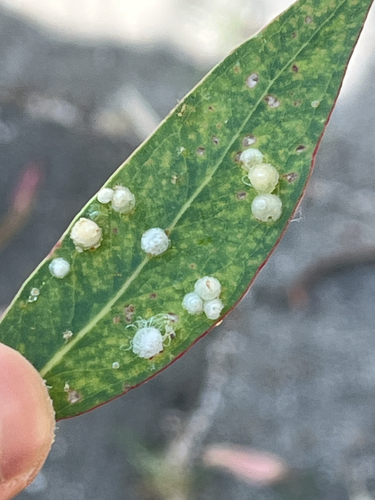 Red Gum Lerp Psyllid