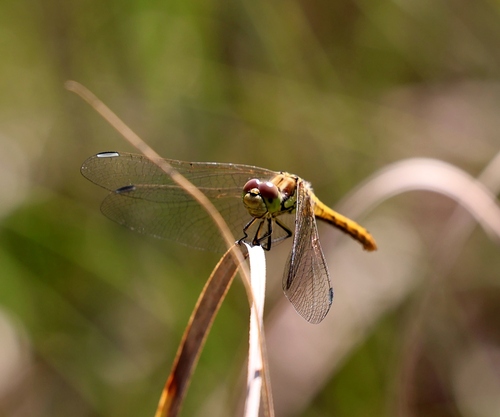 Vagrant Darter