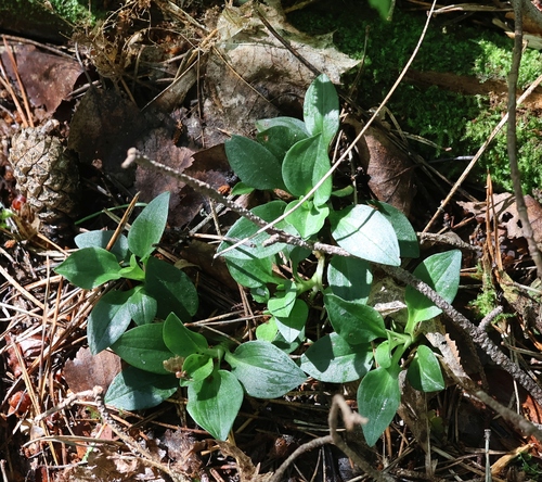lesser rattlesnake plantain
