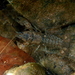 Broad River Stream Crayfish - Photo (c) perks_mike, some rights reserved (CC BY-NC)