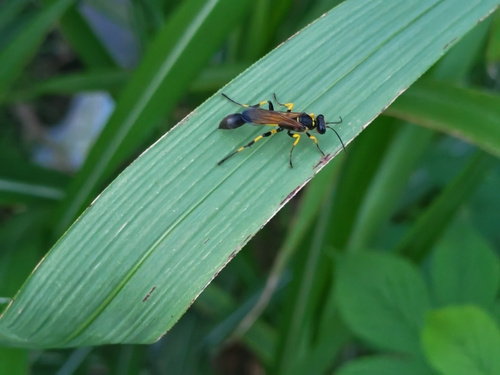 Sceliphron madraspatanum
