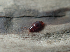 Acrulia inflata