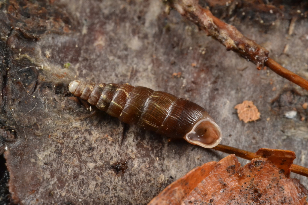 Fusulus approximans