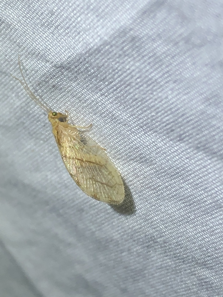 Micromus remiformis