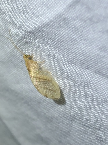 Micromus remiformis