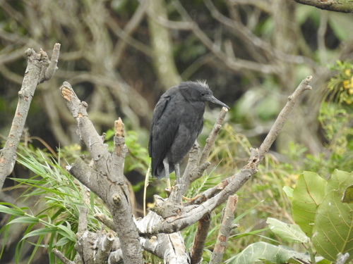 iNaturalist image