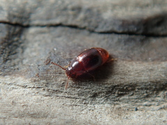 Acrulia inflata