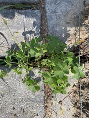 Oxalis