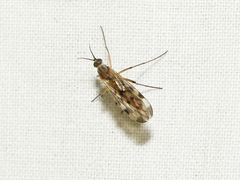 Sylvicola fenestralis