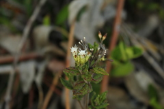 Chromolaena bullata