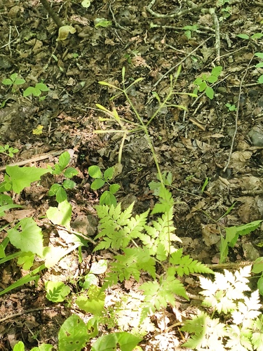 Osmorhiza aristata observed 2026-08-05