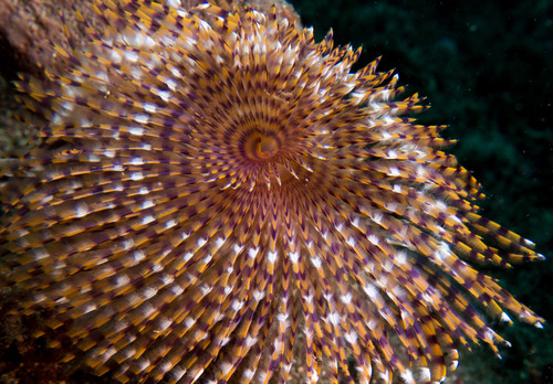 Mediterranean Fanworm