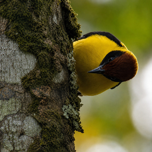 Brown-capped Weaver
