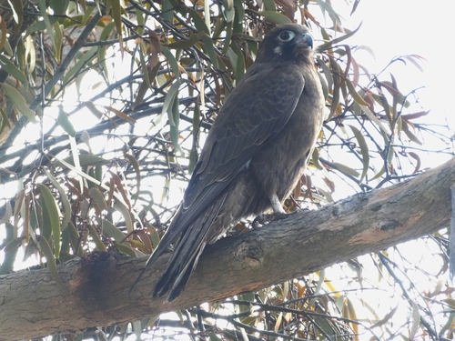 Brown Falcon