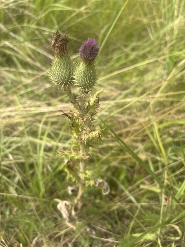 Bull Thistle