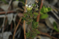 Chromolaena bullata