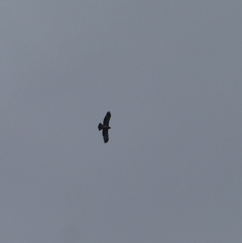 Little Eagle
