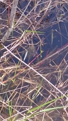 Ambystoma gracile