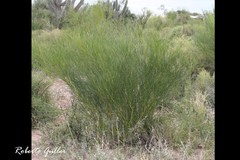 Senna aphylla