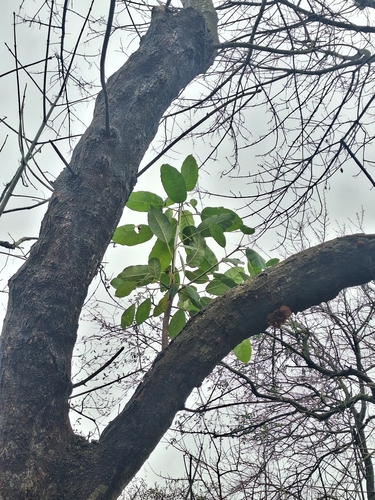 Ficus luschnathiana, photograph 6